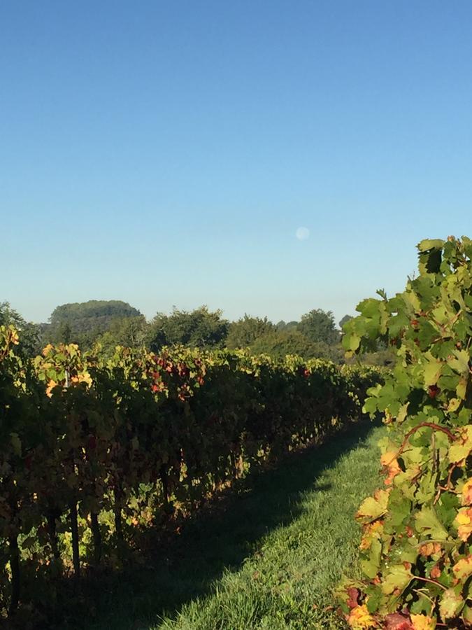 Bed and Breakfast La Girarde Saint-Quentin-de-Caplong Esterno foto